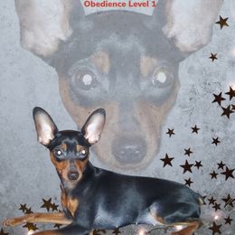 Raven - Miniature Pinscher
