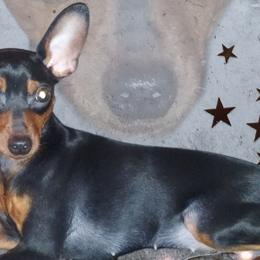Raven - Miniature Pinscher