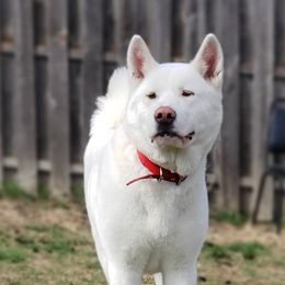 Storm - Akita