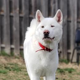 Storm - Akita