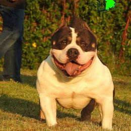 Ritz - American Bully