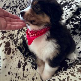 Female 1 - Black tri-color female Australian Shepherd puppy in Kaufman, Texas from Martin's Star Ranch Aussies