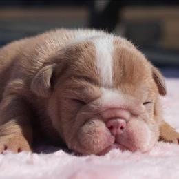Flurry - Lilac tri-color female Bulldog puppy in Warsaw, New York from Hillview Kennels