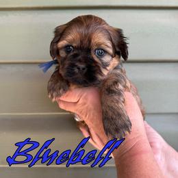 Bluebell - Sable male Shih Tzu puppy in Joplin, Missouri from Loyal Tzu's