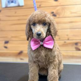 Black Collar - Red  female Poodle puppy in Henagar, Alabama from Windy Oak Kennels