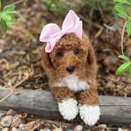 Indigo - Red  female Goldendoodle puppy in Herriman, Utah from Gypsi Doodles & Poodles LLC.