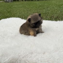 Pomeranian puppies from 🤎 Dreaming Puppies 🐶