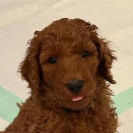 Black - Red  female Poodle puppy in Keedysville, Maryland from Sunshine Red Standard Poodles