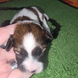 MOCHA JOE - Red white and sable male Papillon puppy in Hollister, Missouri from Swan Creek Kennel
