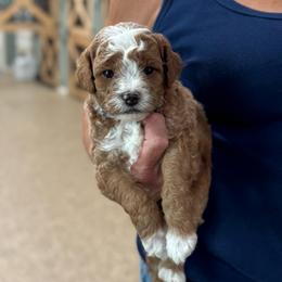 Lunchable - Red  male Goldendoodle puppy in Wharton, Texas from Little Fur Friends