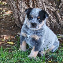 Cora - Blue speckled female Australian Cattle Dog puppy in Cora, Wyoming from Lyla Hinman's Australian Cattle Dogs
