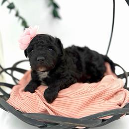 Tati - Phantom female Goldendoodle puppy in Willacoochee, Georgia from Kitandkboodle's Doodles