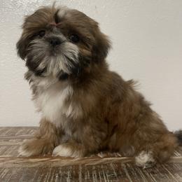 American Bully and Shih Tzu Puppies from HighLines Trusted Guardians & Companions