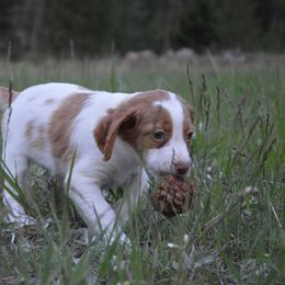 Brittany Puppies from Tommie Dahl