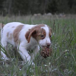 Brittany Puppies from Tommie Dahl