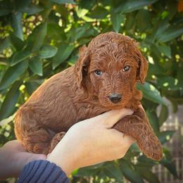 Pink Collar Girl - Red  female Poodle puppy in Modesto, California from Dry Creek Poodles