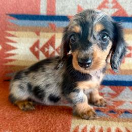 Penelope READY THIS FRIDAY - Dapple female Dachshund puppy in Okeechobee, Florida from HotShot Kennels