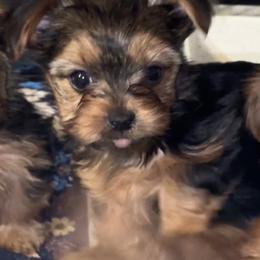 Penny CKC - Blue and gold female Yorkshire Terrier puppy in Cape Coral, Florida from Katherine’s Yorkies and Poodles