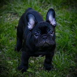 Boston Terrier and French Bulldog Puppies from Blaze Of Glory Bostons & Frenchies
