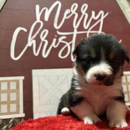 Belle - Black and tan female Pembroke Welsh Corgi puppy in Nortonville, Kansas from Low Riders Corgis & Mini Aussies