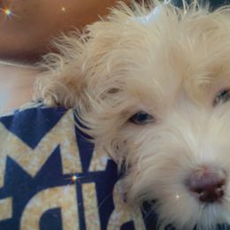 Cockapoo, Cocker Spaniel, Goldendoodle, and Poodle Puppies from Pawfect Transporters & Breeding, LLC