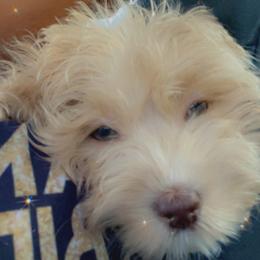 Cockapoo, Cocker Spaniel, Goldendoodle, and Poodle Puppies from Pawfect Transporters & Breeding, LLC