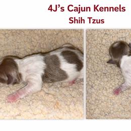 Lavender Male - Blue and white male Shih Tzu puppy in Eunice, Louisiana from 4J's Cajun Kennels