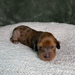 Shaded Red Dapple Female - Dapple female Dachshund puppy in Santa Rosa, California from Signature Mini Dachshunds