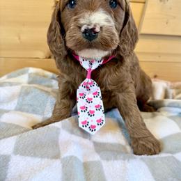 Boy 2 - Red male Irish Doodle puppy in Bloomfield, Iowa from Schooley Doodles