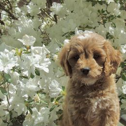 Assorted Doodle Crosses, Cavapoo, and Morkie Puppies from Kay’s Cutie Poos