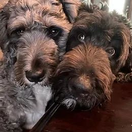 Bernedoodles from Mindys Doodles