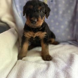 Sammy - Black and tan male Airedale Terrier puppy in Thomasville, North Carolina from Beitzel Babies