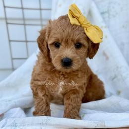 April (Yellow collar) - Apricot female Goldendoodle puppy in Salem, Utah from Aspen Doodles