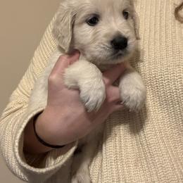 Golden Retriever Puppies from Prim's Golden Retrievers