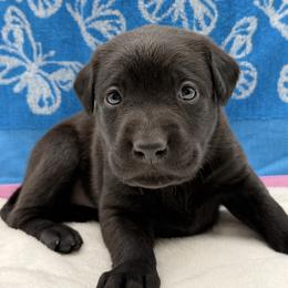 Orange - Black male Labrador Retriever puppy in Heath Springs, South Carolina from Rich Hill Retrievers