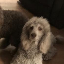 Poodles from Daisy’s Poodles
