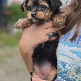 Cora's baby girl - Black and tan female Yorkshire Terrier puppy in West Enfield, Maine from GRIFFEY'S SPA AND KENNEL