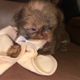 Liver Boy - Liver male Shih Tzu puppy in Albany, New York from Precious Shihpoo’s and Luxurious Shih Tzu’s
