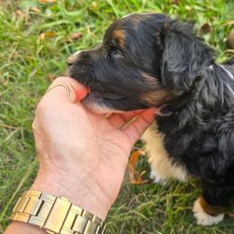 Desperado - Black tri male Miniature Australian Shepherd puppy in Paris, Texas from Blue Envy Mini Aussies