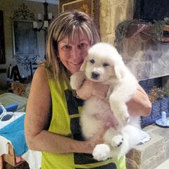 Great Pyrenees Puppies from Wells' Providence Pyrenees