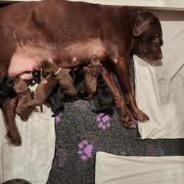 Orange collar - Black male Labrador Retriever puppy in Chaumont, New York from Peak Performance Labradors