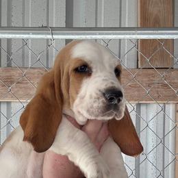 Pink collar - Red and white female Basset Hound puppy in Kenansville, Florida from Fancy Hounds