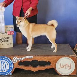 Izumi - Shiba Inu