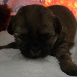 Miles - Brindle male Shih Tzu puppy in Filer, Idaho from Shih Tzu Kennels