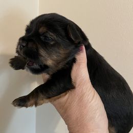Ted - Black and gold male Yorkshire Terrier puppy in Carleton, Michigan from Jo Smallwood