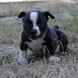Captain Crunch - Black American Bully puppy in Toledo, Washington from Mountain Pride Bullies