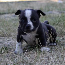 Captain Crunch - Black American Bully puppy in Toledo, Washington from Mountain Pride Bullies