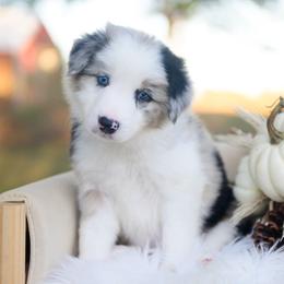 Sage - Blue merle male Border Collie puppy in Conway, Missouri from 2J 2K Border Collies | Maremma Sheepdogs