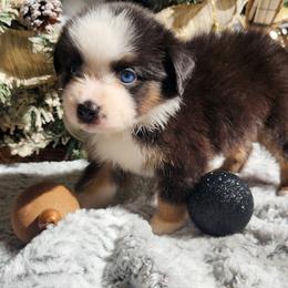 Bluey - Black tri female Miniature Australian Shepherd puppy in Lakeland, Florida from Sunshine Mini Aussies