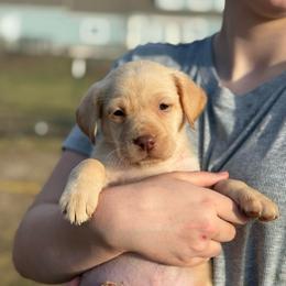 Carla - Yellow female Labrador Retriever puppy in Baldwin City, Kansas from Hedge Lane Labradors